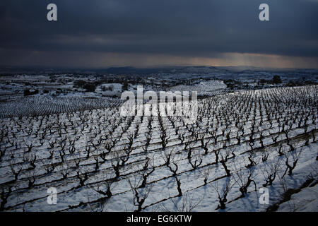 8/2/15 Les vignobles de La Rioja, près de Samaniego, Alava, Pays Basque, Espagne. Photo de James Sturcke. Banque D'Images