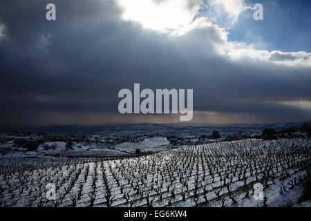 8/2/15 Les vignobles de La Rioja, près de Samaniego, Alava, Pays Basque, Espagne. Photo de James Sturcke. Banque D'Images