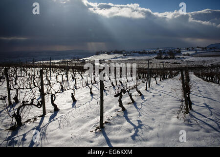 8/2/15 Les vignobles de La Rioja, près de Samaniego, Alava, Pays Basque, Espagne. Photo de James Sturcke. Banque D'Images