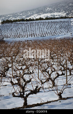 8/2/15 Les vignobles de La Rioja, près de Samaniego, Alava, Pays Basque, Espagne. Photo de James Sturcke. Banque D'Images