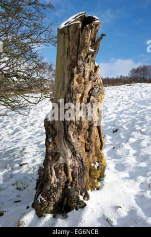 Souche d'arbre couvert de neige à Sunshine, régler, Yorkshire Dales National Park, Royaume-Uni Banque D'Images