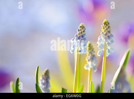 Muscaris bleu, fleurs Muscari armeniacum Banque D'Images