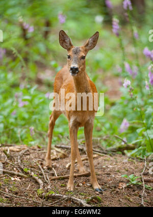 Le Chevreuil (Capreolus capreolus) avec couche d'été dans une forêt, captive, Saxe, Allemagne Banque D'Images