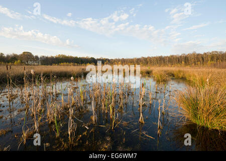 De landes à l'automne avec des roseaux (Typha latifolia), grosses Moor Nature Reserve, Basse-Saxe, Allemagne Banque D'Images