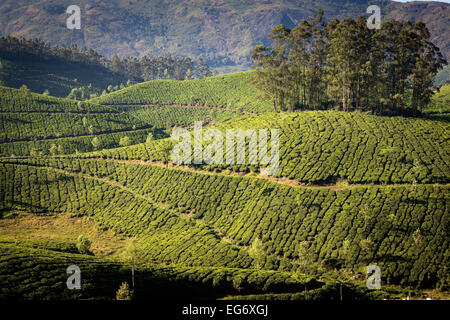 Les plantations de thé à la périphérie de Munnar, Inde Banque D'Images