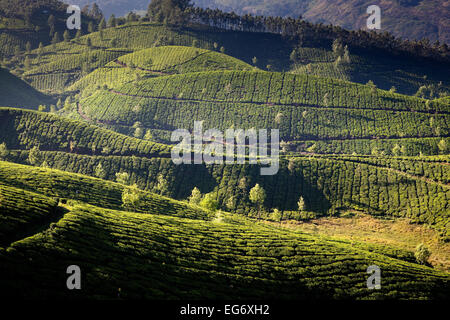 Les plantations de thé à la périphérie de Munnar, Inde Banque D'Images