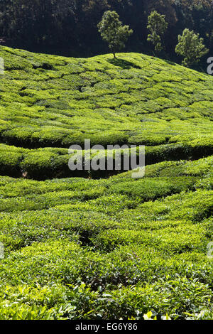 Les plantations de thé à la périphérie de Munnar, Inde Banque D'Images