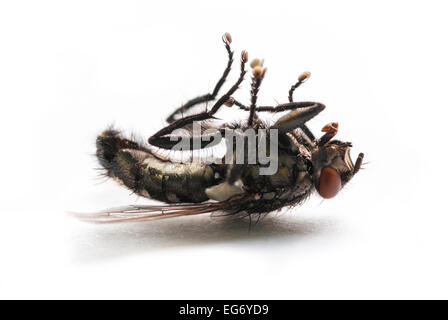 Une mouche morte allongé sur le dos sur fond blanc Banque D'Images