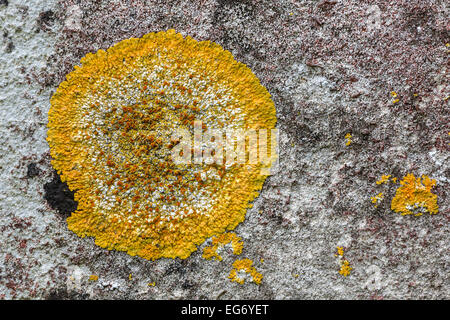 Lichen Sunburst commun Banque D'Images