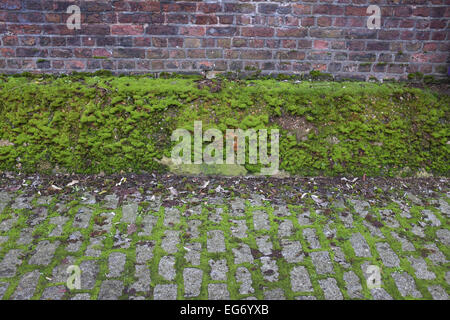 Mettre en place d'une saine à la mousse verte sur un vieux mur. Londres, Royaume-Uni. Les mousses sont de petits flowerless les plantes qui se développent habituellement dans de denses touffes vert ou tapis, dans des endroits ombragés ou humides. Les plantes individuelles sont généralement composées d'une cellule simple, à feuilles épaisses, couvrant le tronc mince qui les soutient mais n'effectue pas l'eau et les éléments nutritifs. Banque D'Images