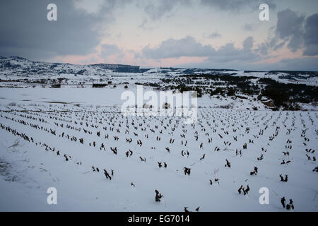 8/2/15 Les vignobles de La Rioja, près de Labastida, Alava, Pays Basque, Espagne. Photo de James Sturcke. Banque D'Images