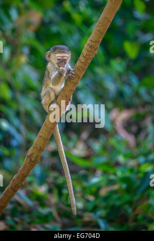 Les jeunes nourrissons et un singe mangeant des fruits sur une branche d'arbre à feuillage flou flou artistique en arrière-plan. Banque D'Images