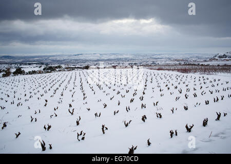 8/2/15 Les vignobles de La Rioja, près de Labastida, Alava, Pays Basque, Espagne. Photo de James Sturcke. Banque D'Images