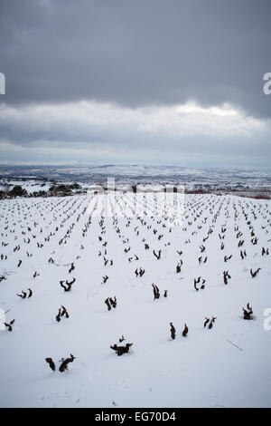 8/2/15 Les vignobles de La Rioja, près de Labastida, Alava, Pays Basque, Espagne. Photo de James Sturcke. Banque D'Images