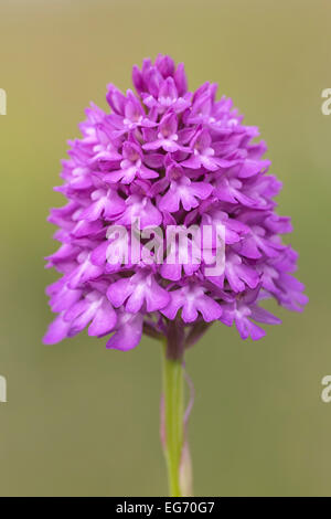 Orchidée pyramidale - Détail du capitule. Banque D'Images