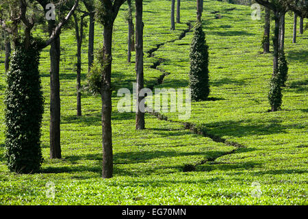 Les plantations de thé à la périphérie de Munnar, Inde Banque D'Images