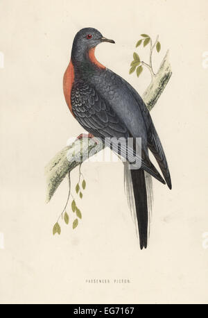 Tourte ou pigeon sauvage, Ectopistes migratorius. Disparu. Banque D'Images
