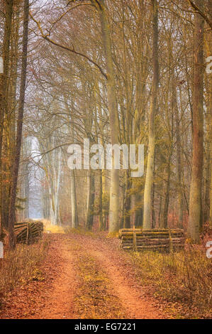 Sombre forêt d'automne Banque D'Images