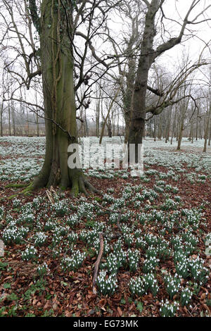 Perce-neige à Welford Park, Newbury, Berkshire, Angleterre, Royaume-Uni Banque D'Images