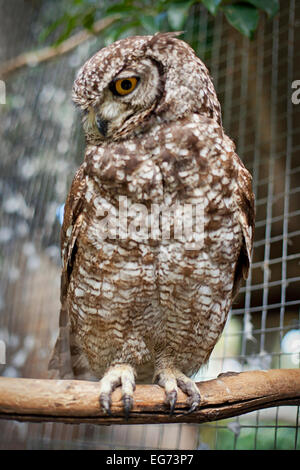 Cape blanche-owl (Bubo capensis) Banque D'Images