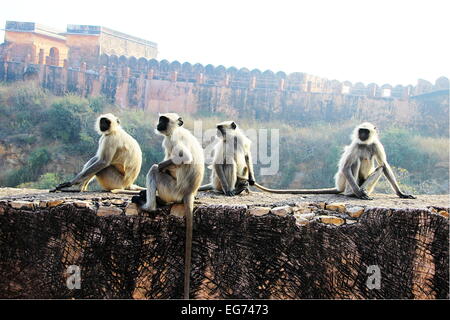 Le Singe assis sur le mur de la route dans les environs de Jaigarh Palace, Jaipur, Rajasthan, Inde, Asie Banque D'Images