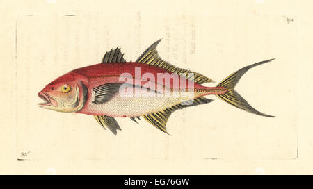 Jack Bar, poisson Caranx ruber (comme rouge mackrel, Scomber rubra). Banque D'Images