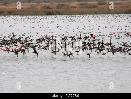 Bande d'oiseaux aquatiques avec l'hivernage sarcelle commune en premier plan de vol dans le Parc National du Djoudj au Sénégal Banque D'Images