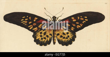 Giant African ou swallowtail butterfly Papilio antimachus antimachus,. Banque D'Images