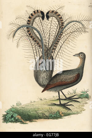 Lyre, superbe Menura novaehollandiae parkinsoniens (oiseau de paradis, Paradisea parkinsoniana). Banque D'Images