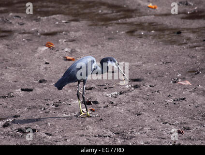 Western reef heron d'invertébrés sur les rives boueuses dévorante en Gambie Banque D'Images