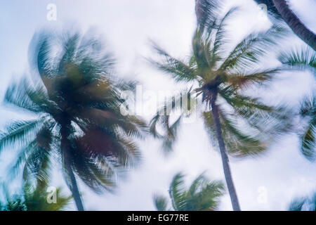 Maldives, Ari Atoll, vue sur palm tree tops à storm Banque D'Images