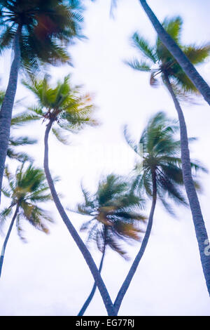 Maldives, Ari Atoll, vue sur palm tree tops à storm Banque D'Images