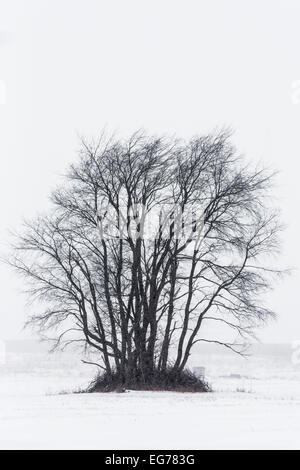 Bouquet d'hiver arbres debout dans un champ agricole avec farouchement la poudrerie près de Central Michigan à Stanwood, USA Banque D'Images