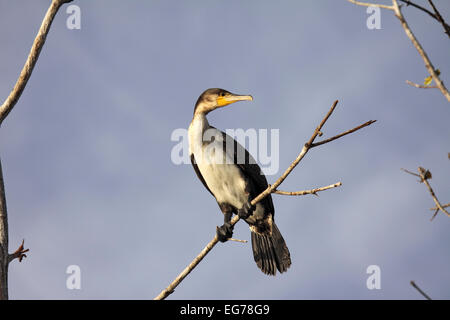 Le Grand Cormoran se percher dans les mangroves site de ponte sur le fleuve Gambie Banque D'Images