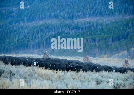 USA, Wyoming, Big Horn, deux cowgirls et un cow-boy dans l'élevage cattles intervalle ouvert Banque D'Images