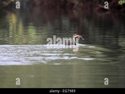 African finfoot avec grenouille dans la bouche au bord du fleuve Gambie au Sénégal Banque D'Images