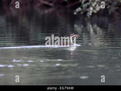 African finfoot avec grenouille dans la bouche au bord du fleuve Gambie au Sénégal Banque D'Images