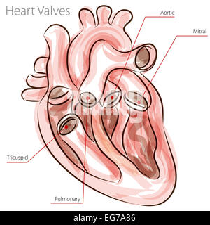 Une image d'un tableau à l'aquarelle les valvules cardiaques. Banque D'Images