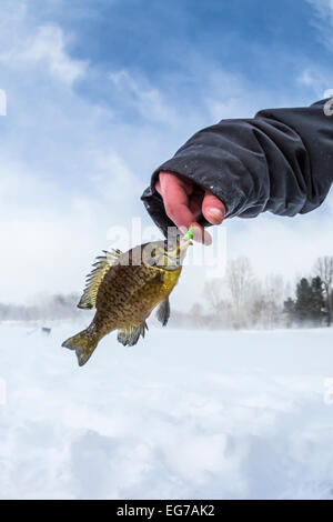 Petit crapet arlequin, Lepomis macrochirus, pris à la turlutte dans un trou de pêche sur glace (puis relâché) dans le centre de Michigan, USA Banque D'Images