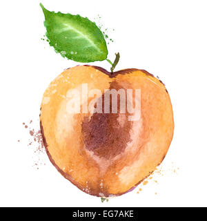 L'aquarelle. Des fruits sur un fond blanc. vector illustration Banque D'Images