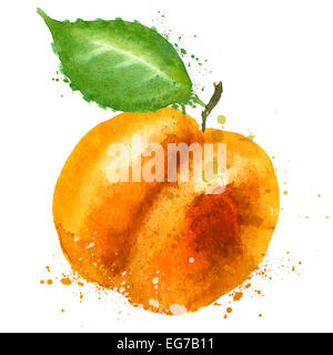 L'aquarelle. Des fruits sur un fond blanc. vector illustration Banque D'Images