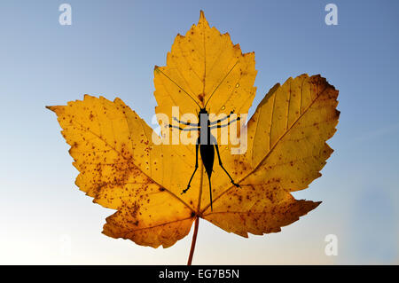 Feuille d'érable avec bush cricket Banque D'Images