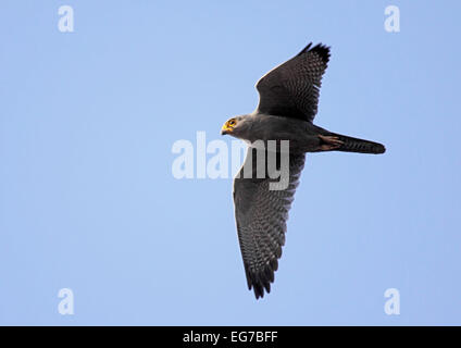 Kestrel gris en vol au Sénégal Banque D'Images