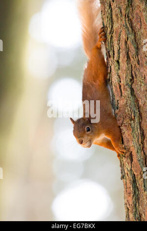 Un écureuil roux a photographié à la forêt de Kielder Banque D'Images