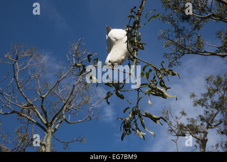 Le cacatoès soufre photographié dans le Jardin botanique de Sydney Australie Banque D'Images