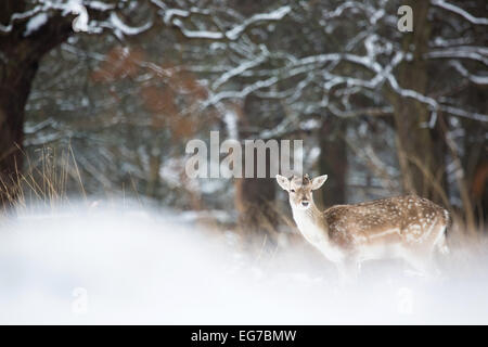 Un jeune Fallow buck photographié à Richmond Park, Londres sur le seul jour de neige à l'ouest de Londres a reçu jusqu'à présent en 2015. Banque D'Images