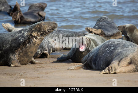 Les phoques gris, Donna Nook Beach, Lincolnshire Banque D'Images