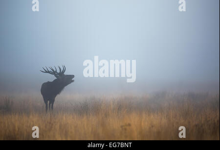 Red Deer stag beuglant dans le brouillard bleu avant le lever du soleil à Richmond Park, Londres Banque D'Images