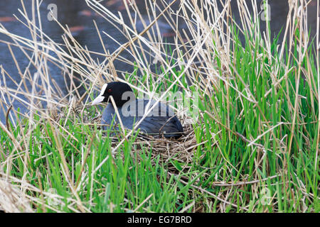 Fulica atra. Le nid de la foulque noire dans la nature. Dötlingen (bas-saxon : Wilshusen), Basse-Saxe, Allemagne. Banque D'Images