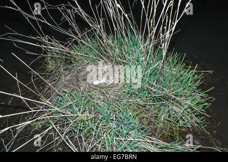 Fulica atra. Le nid de la foulque noire dans la nature. Dötlingen (bas-saxon : Wilshusen), Basse-Saxe, Allemagne. Banque D'Images